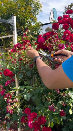 Mundadan Ullas on Instagram: "ഇങ്ങനെ ചെയ്താൽ മതി…🥀പിന്നെ എല്ലാം set 😍 #rose #rosegarden #home #gardeningtips #australia #backyardgarden #rosecare #gardencare #gardeninghacks #fertilizer #watering ##roselovers #plantcaretips #plantlovers #bloomingroses #bloom #gardeninspiration #easygardening #mundadansvlogs rose care rose plant tips how to grow roses easy rose care rose fertilizer rose potting mix garden roses Australian gardening watering roses correctly rose pruning tips gardening ideas plan