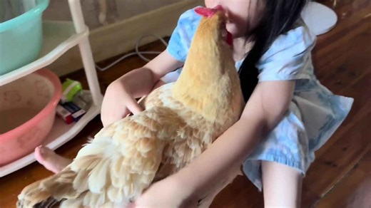 Schoolgirl has sweet interactions with family's chickens