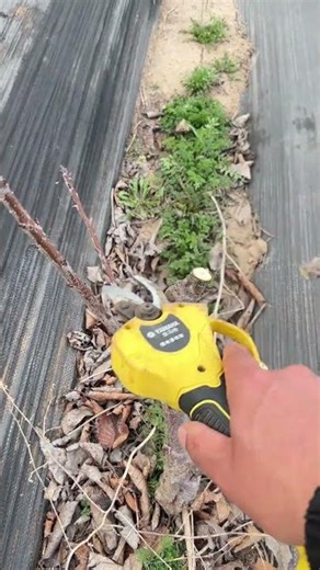 young cherry tree pruning for bettergrowth: #pruning #satisfying#shortvideo