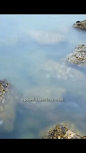 186K views · 2.4K reactions | Smart monkey use the stone to break the shellfish #animals #animallover #monkey #MonkeyLife | Animal Documentary | Facebook