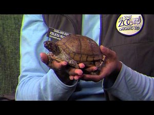 Eastern Box Turtle