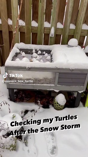 Checking my Turtles After the Snow Storm ⛄️ Enclosure by @aivituvinpets Link in my Bio #easternboxturtle #reptilecommunity #wildlife #winterwonderland #boxturtle #turtles #tortuga #reptile #tortoise #reptilefood #conservation #turtlepower #fypage #animals #reptilesofinstagram #reptilelover #turtlelife #education #frozen #turtlesoftiktok #enclosure #learning #reptileenclosure #snowstorm #aivituvinpets