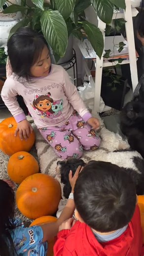 Kids were happy to see these two adorable little pups came over for a visit and ended up having a sleepover! 🐶💤 #PuppySleepover #DoggyPlaydate #CutestVisitors #HappyKidsHappyDogs #PuppyLove #FurryFriends #DogsofInstagram #WeekendVibes #CutenessOverload #fyp #fypシ | Via Eriguel
