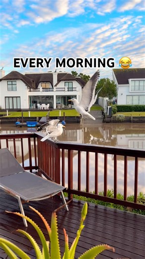 These seagulls wait here EVERY morning 😂