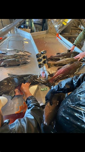 Spawning has officially started at Mokelumne Fish Hatchery. These babies are intended to be the Richmond net pen project fish and we can’t wait to help raise them once they are smolt size. Thanks to all hatchery staff for the hard work! | Golden State Salmon Association