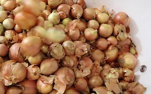 【鸡蛋狂魔】如何切洋葱才不会流泪