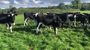 19 High EBI Hol/Fr Pedigree Heifer Calves For Sale. AI bred to High EBI bulls. Genotyped and Pedigree Registered. Coming from a herd achieving over 600 kg/ms on 1 tonne per cow. For more info see: https://buff.ly/2EoxXZm #teamdairy #farming #farm365 #farmlife | Grasstec
