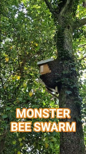 Catching a Monster Bee Swarm in a Tree #beekeeping #honey #beehive #swarm #short