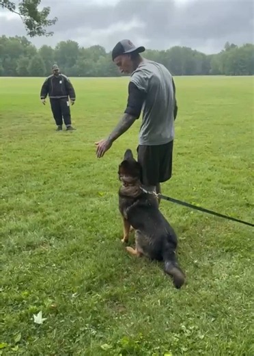 Sport Dog Spotlight 🐾 Every second matters. Every release counts. ⚡ The best sport dog teams train with purpose, precision, and consistency. TDS-K9™ gives handlers the ability to remotely release their dog, creating more efficient training sessions and helping unlock the full potential of every repetition. ➡️ Visit tds-k9.com for full product details. 📌 Save this for your next training day. 🔄 Share with your training group. 👇 Tell us what you’re working on with your dog this week. #workingdo