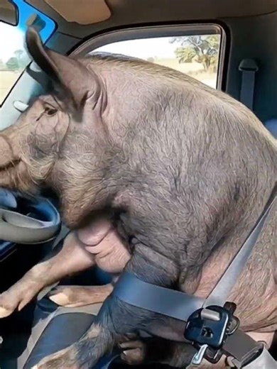 pig can drive