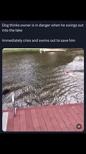 2.5M views · 95K reactions | Dogs are family ❤️ | Puppy Rescue | Facebook