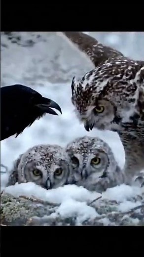 Raven vs Owl in Winter