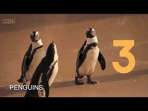 Counting Animals Song 1 to 10 | Learn Numbers for Kids 123 | Learn to Count #animals