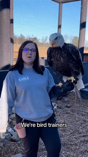 A sneak peak into the daily lives of bird trainers. We get asked and told a lot of things! We love all the positive comments and questions about our jobs and amazing educational ambassadors! #birdsoftennessee #educational #birdsofprey #bird #birds #animalambassador #animallovers #animals #tennessee #wildlifeplanet #wildlifeonearth #wildlifeconservation #birdtrainers #trainers #trainer #baldeagle #eagles #vulture #falcons | American Eagle Foundation