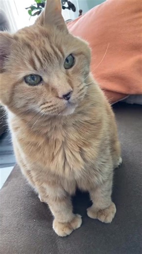 12K views · 1K reactions | #magicword #treat #catsoftiktok | Reznor The Cat | Facebook