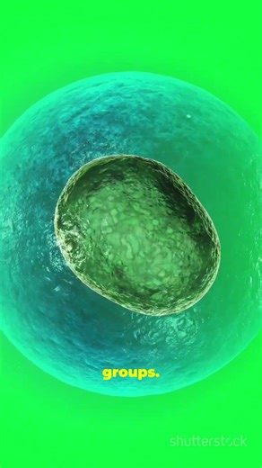 How Did Our Organs Evolve?