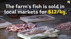 94K views · 1.3K reactions | Farmed Fish Are A Temporary Option For Blockaded Gaza via AJ+ Palestinian fishers aren't allowed to fish more than 3 nautical miles offshore. So some have been farming fish to supply Gaza's markets. | Friends of Al Aqsa | Facebook