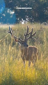 41K views · 1.4K reactions | This is the same mule deer in different antler stages. Hope you enjoy the video and thanks for watching! #muledeer #foryouシ #muley #fyp #muledeerbuck #coloradoadventures #muleys #reels #Colorado #wildlife #antlers #deer | Colorado Adventures | Facebook