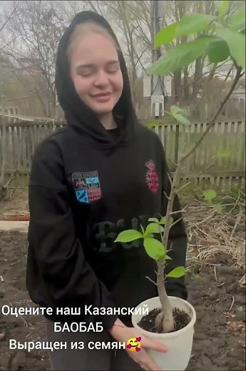 Baobab grown from seeds, life in the house