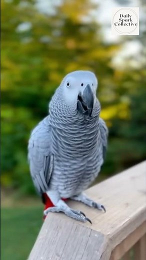 Tell Me This Isn’t the Funniest Bird Laugh Ever