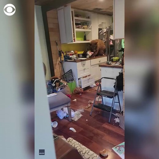 A California man arrived home and found a bear sitting on his kitchen countertop last week, digging its snout into a bucket of fried chicken. | CBS News