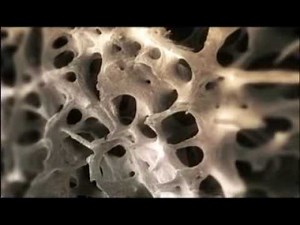 Fortaleza | El Cuerpo Humano | Discovery Latinoamérica