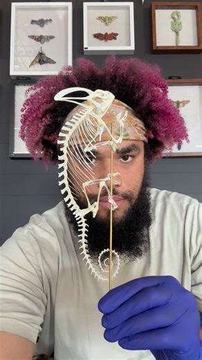 Tyler Thrasher on Instagram: "Crystallized chameleon skeleton synthesized in my lab. Articulated by @alessandradzuba This piece will be on display at my shop @moonbeamconservatory next week."