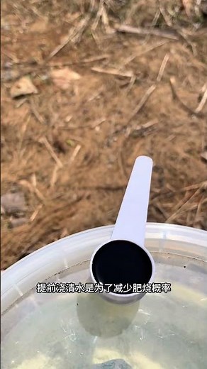 Spring Rose Fertilization Guide