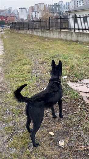 Tail high, eyes forward 🐕‍🦺 #love #dog #animals #shorts #youtubeshorts #trending #viral #nature