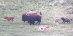 Watch: Yellowstone bison fend off wolves from young calf