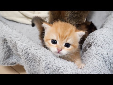 Cute little kitten that looks like it's about to climb out of the birthing box any minute now...