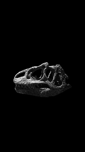 Exploring Paleontology: The Allosaurus Skull Revealed