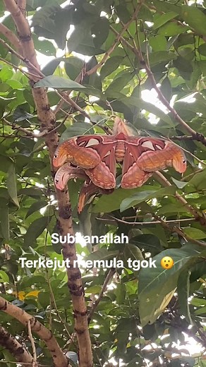 Nieza Rahim on TikTok