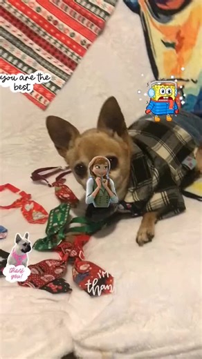 Look how adorable Rascal looks in his new Christmas tie❤️🎄🦌🛷#Christmas#dog#dogsoftiktok #fyp #cutedog