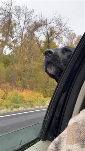 Charles Michael Bell on Reels