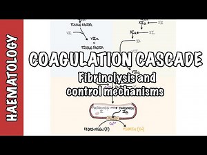 Coagulation Cascade and Fibrinolysis - clotting factors, regulation and control mechanism • Video • MEDtube.net