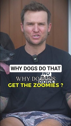 WHY DOGS GET THE ZOOMIES