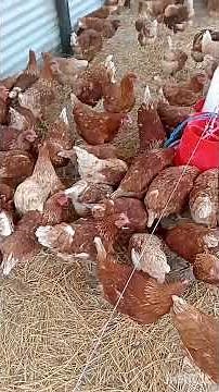 Poultry farming in Namibia