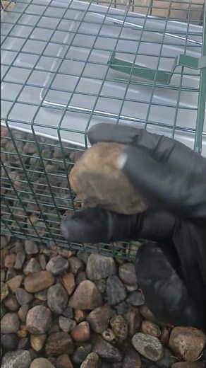 How Pest Control Trap Mechanisms Work | Safe & Effective Setup