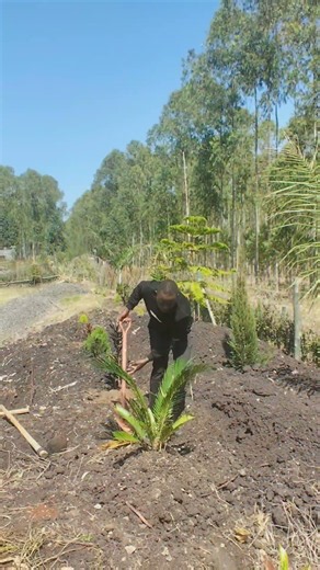🌴🌱 Landscaping! Just Planted This Cycad Palm 💧 | Making a Water Basin | Yunes Garden
