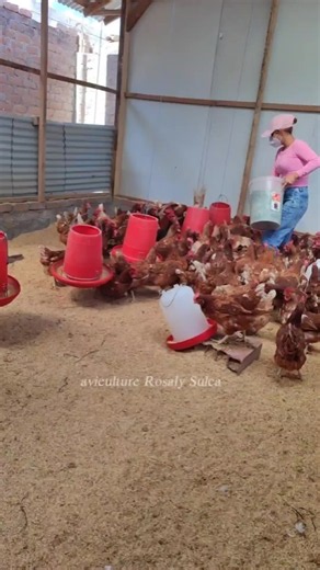 Etapas que atraviesa una gallina durante la postura de huevos