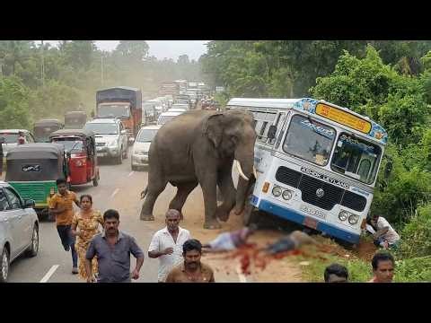 SHOCKING: Massive Elephant Attack on Busy Road! 😱#elephant #elephantattacks
