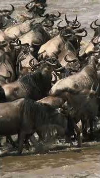 The High-Stakes Action: The Deadliest River Crossing in the World 🐊🔥 #wildebeest