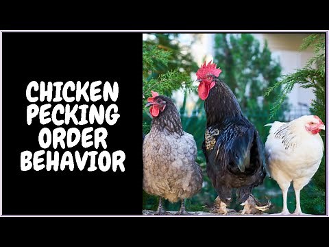 Chicken Pecking Order Behavior