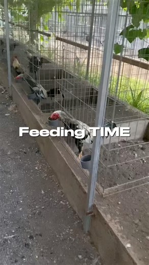 Ayam Lahap Makan = Tanda Sehat, Siap Jadi Juara! 🐔🔥