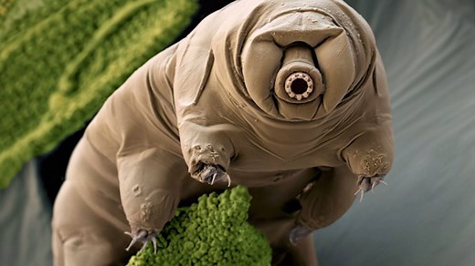 Tardigrades, also known as the water bear, are microscopic animals, which can survive in many extreme conditions, including space. Read more: http://wapo.st/2uNLjnN | Washington Post