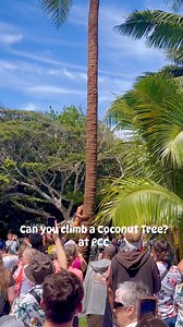 Coconut Climbing at PCC 🌺🤙 #islandlife #aloha #hawaii #oahu | Alicia Agustin Vidal