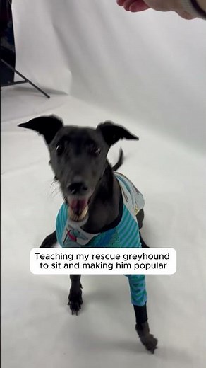 How I taught my rescue greyhound to sit: