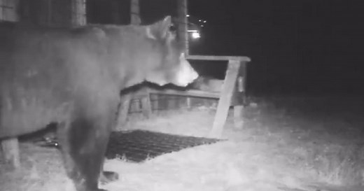 Bear Electrified By 'Unwelcome Mat' Outside Gunnison Property - CBS Colorado