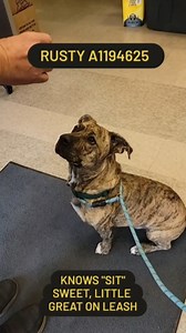 1.9K views · 63 reactions | RUSTY (1194625) Ruasty is a cute little...